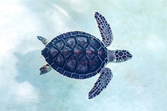 Los mejores parques de Cancún para estar en contacto con los animales